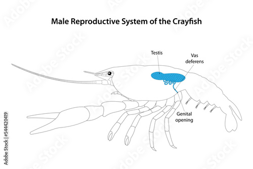 Male Reproductive System of the Crayfish