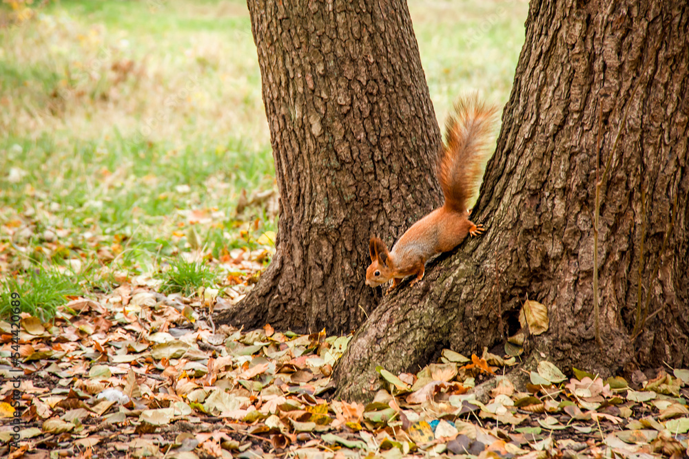 Fluffy squirrel jumping through the autumn trees Fluffy squirrel jumping through the autumn trees