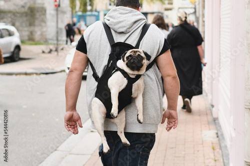 A Pug in a carrier behind the owner