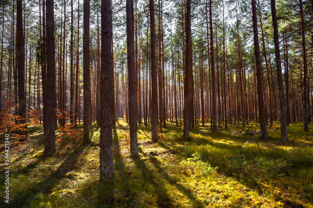 Beautiful landscape of early spring forest