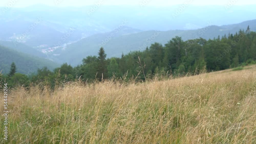 Tall yellow grass blows in the wind against the background of mountains and green trees. Beautiful panoramic view of cloudy sky Tall yellow grass blows in the wind against the background of mountains and green trees. Beautiful panoramic view of cloudy sky