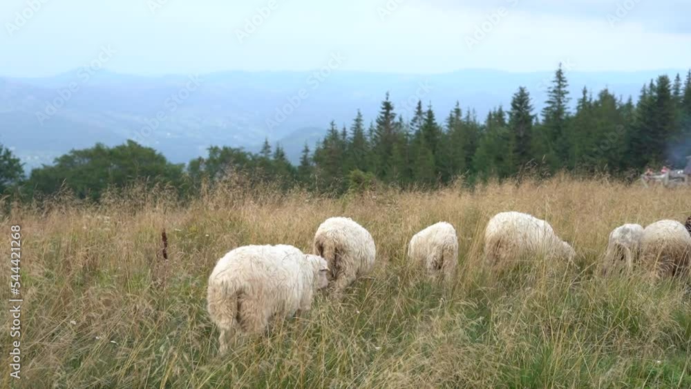 A group of sheep grazing in a meadow with tall grass against a background of trees A group of sheep grazing in a meadow with tall grass against a background of trees