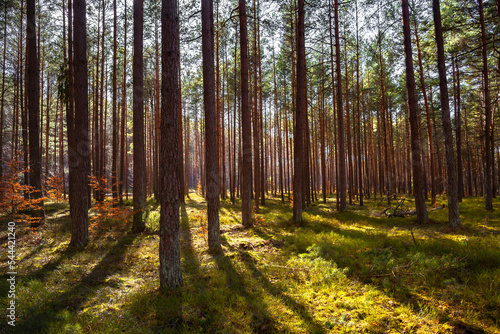 Beautiful landscape of early spring forest