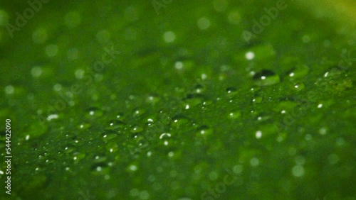 Water drops on plant leaf