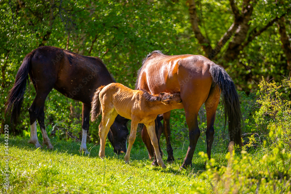 A newborn foal sucks milk from a mother horse. A herd of horses graze in the meadow in summer and spring, the concept of cattle breeding, with space for text. A newborn foal sucks milk from a mother horse. A herd of horses graze in the meadow in summer and spring, the concept of cattle breeding, with space for text.