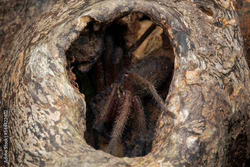 Fotografering Huntsman spiders closeup on wood, Huntsman spiders closeup, Indonesian spiders