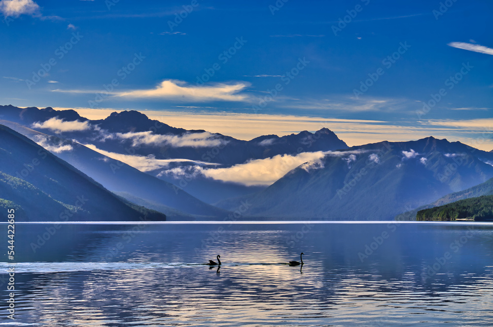 Black swans on a cold, quiet lake, surrounded by dark mountains with patches of fog. Lake Rotoroa, Nelson Lakes National park, New Zealand
