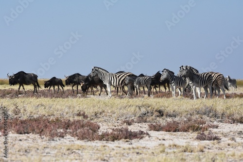 Fototapeta Naklejka Na Ścianę i Meble -  Tierherde (Zebras und Gnus) im Etoscha Nationalpark in Namibia. 