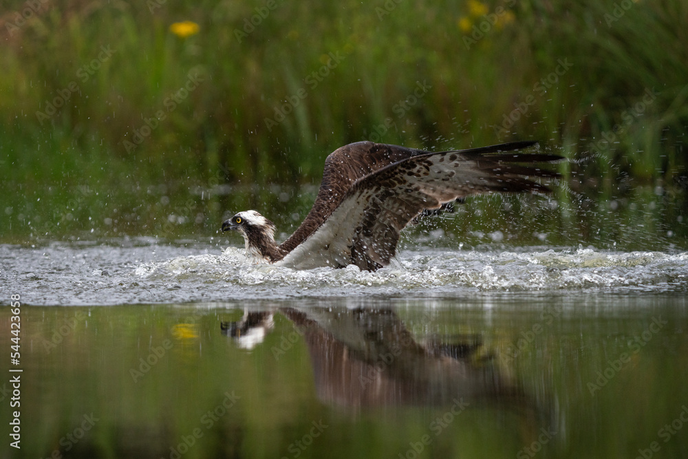 Fototapeta premium Osprey is hunting on the lake. Successful catch on the pond. Nature in Europe. Bird watching in Scotland nature.