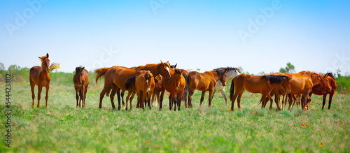 A herd of horses graze in the meadow in summer and spring, the concept of cattle breeding, with space for text. © Vera