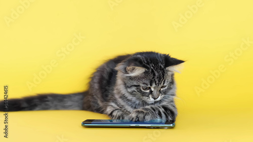 little domestic kitten playing in a smartphone trying to catch a fish. Funny pet and information technology. lovely cute cat and gadgets on a yellow background