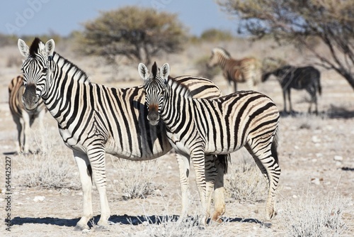 Steppenzebras (Equus quagga) im Etoscha Nationalpark in Namibia. 