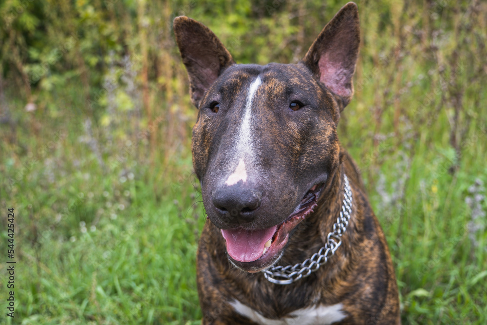 The portrait of the young beautiful bull terrier portrait in a brindle color The portrait of the young beautiful bull terrier portrait in a brindle color