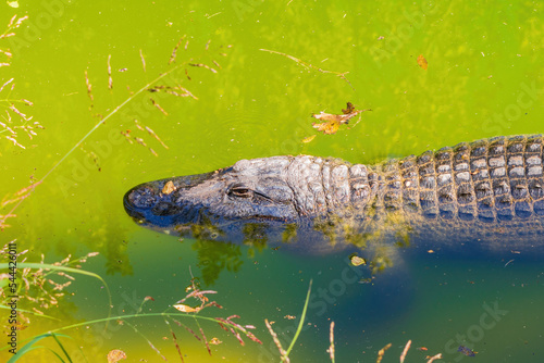 Close up shot of Alligator