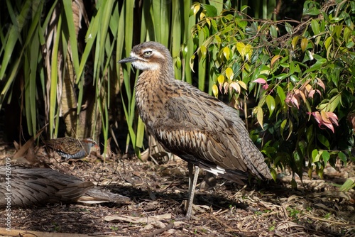 Bush stone-curlew (Burhinus grallarius) bird in Australia photo