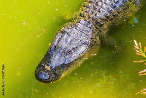 Close up shot of Alligator