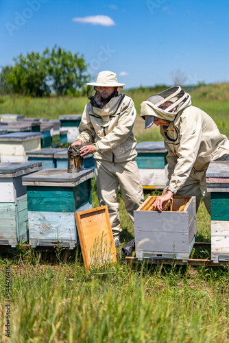 Summer organic honey farming. Beekeeping specilaists working in apiary.