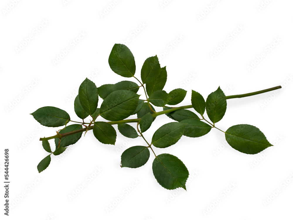 Green rose leaves isolated on a white background Green rose leaves isolated on a white background