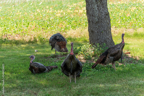 Wild Turkeys Resting In The Shade In Summer