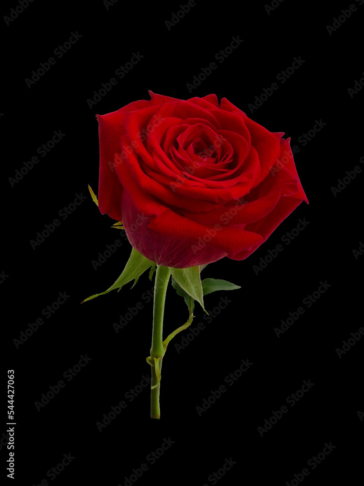 Dark red rose with a green leaves Dark red rose with a green leaves