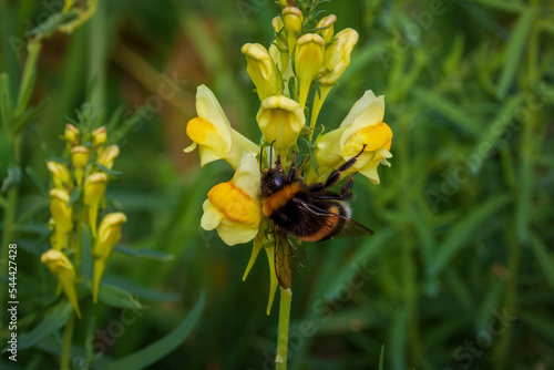 Romage 10 2022 photo of a bumblebee feeding on a toadflax flower photo