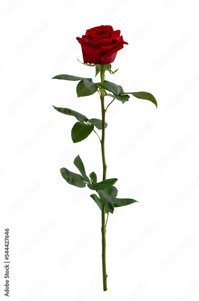 Dark red rose with green leaves isolated on white Dark red rose with green leaves isolated on white