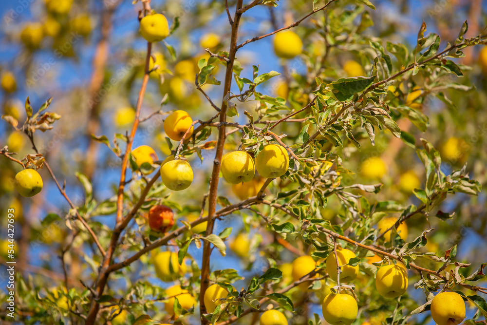 Harvest of apples on a plantation in the garden. Fruit trees with apples. Ripe fruits on the branches of a tree. Gardening in agriculture. Harvest of apples on a plantation in the garden. Fruit trees with apples. Ripe fruits on the branches of a tree. Gardening in agriculture.