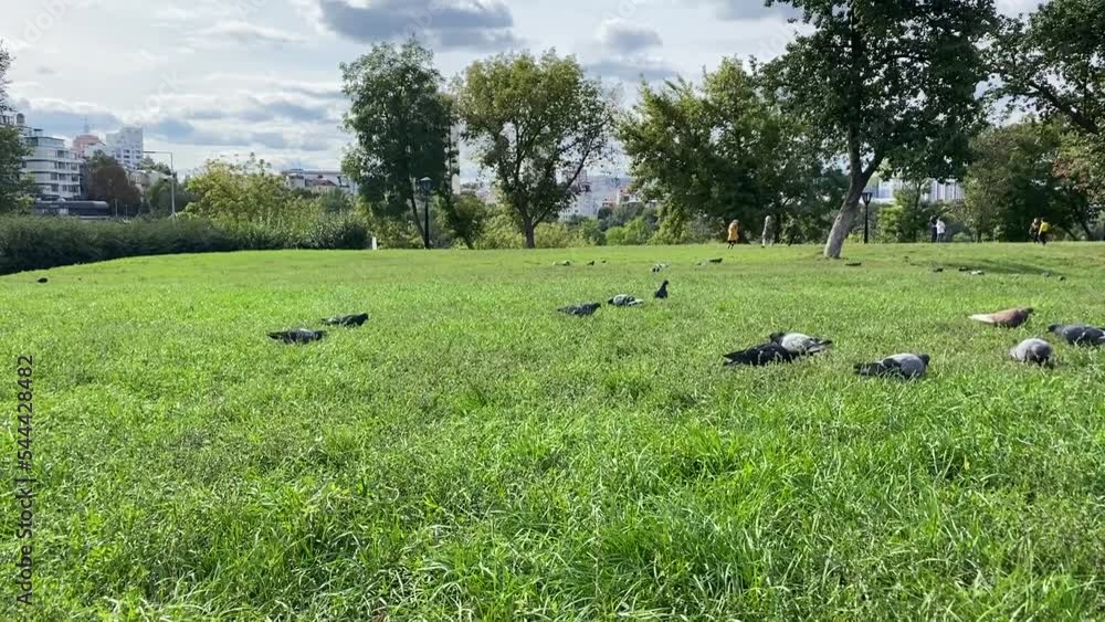 Pigeons birds flock feeds on the green grass lawn in a city public park. Pigeons birds flock feeds on the green grass lawn in a city public park.