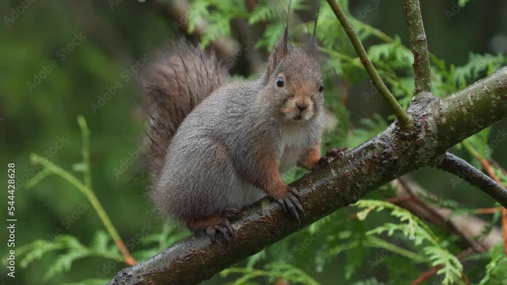 cute red squirrel animal rainy day perched in tree sciurus vulgaris natural world norway cute red squirrel animal rainy day perched in tree sciurus vulgaris natural world norway