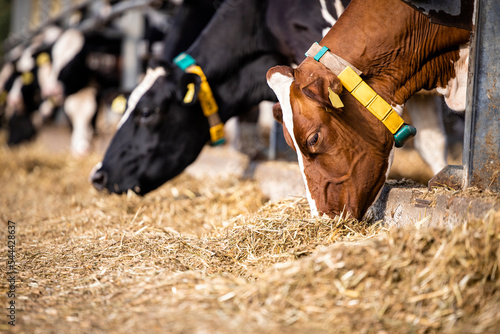 Cuadro en lienzo Herd of cows eating hay in cowshed on dairy farm.