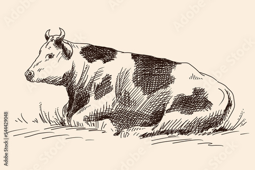 A quick freehand pencil sketch of a a cow lies and rests on a pasture in the grass