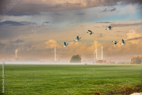 Typical Dutch polder landscape in the Groene Hart of the Randstad with green meadows misty horizon with flying Greylag Geese, Anser anser, and background with white wind turbines with cloudy sky photo