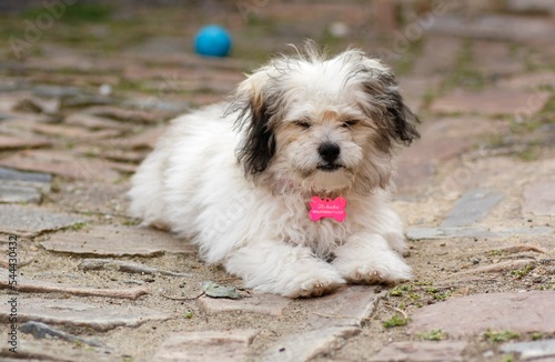 Little cute Bolognese puppy is tired and his eyes are closing