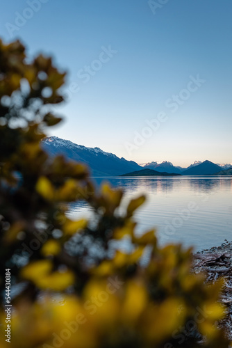 Scenic view of snowy mountain peaks between yellow lupins by the shore of a lake
