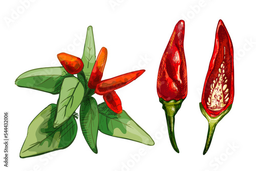 Branch of tabasco pepper with leaf and fetus. Vintage vector hatching