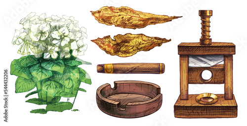 Tobacco plant with flower. Whole dry leaves. Vintage hatching