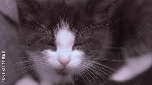 Small Kitten