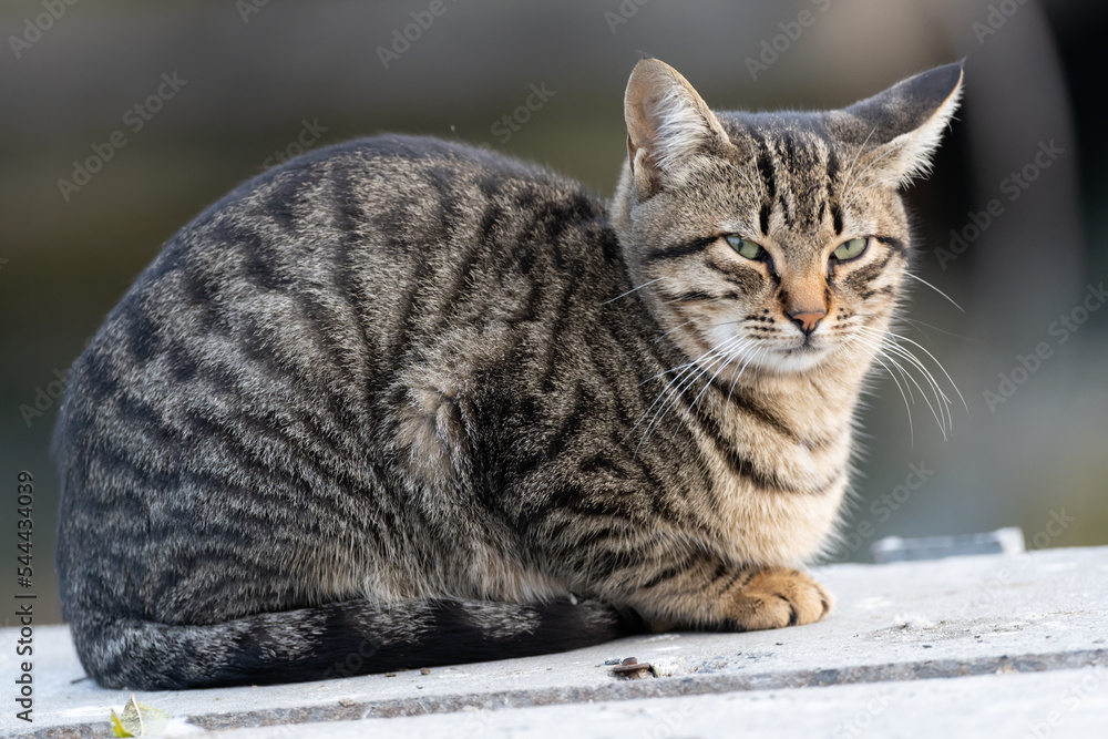 California Spangled cat turkish stray cat.