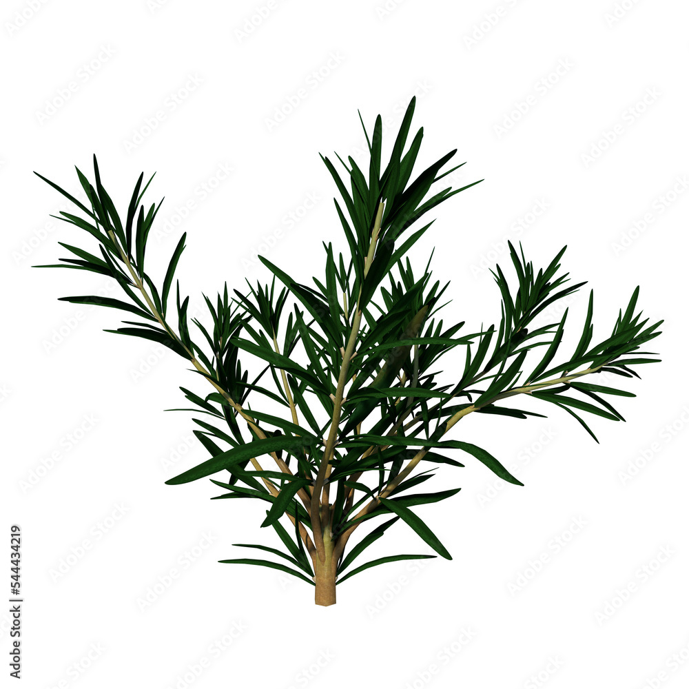 Front view Plant ( Rosemary Rosmarinus officinalis 1) Flower Tree png
