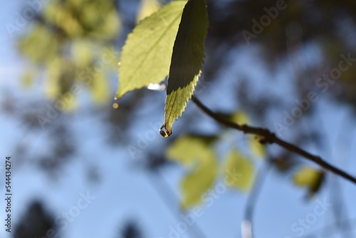 leaves on the tree