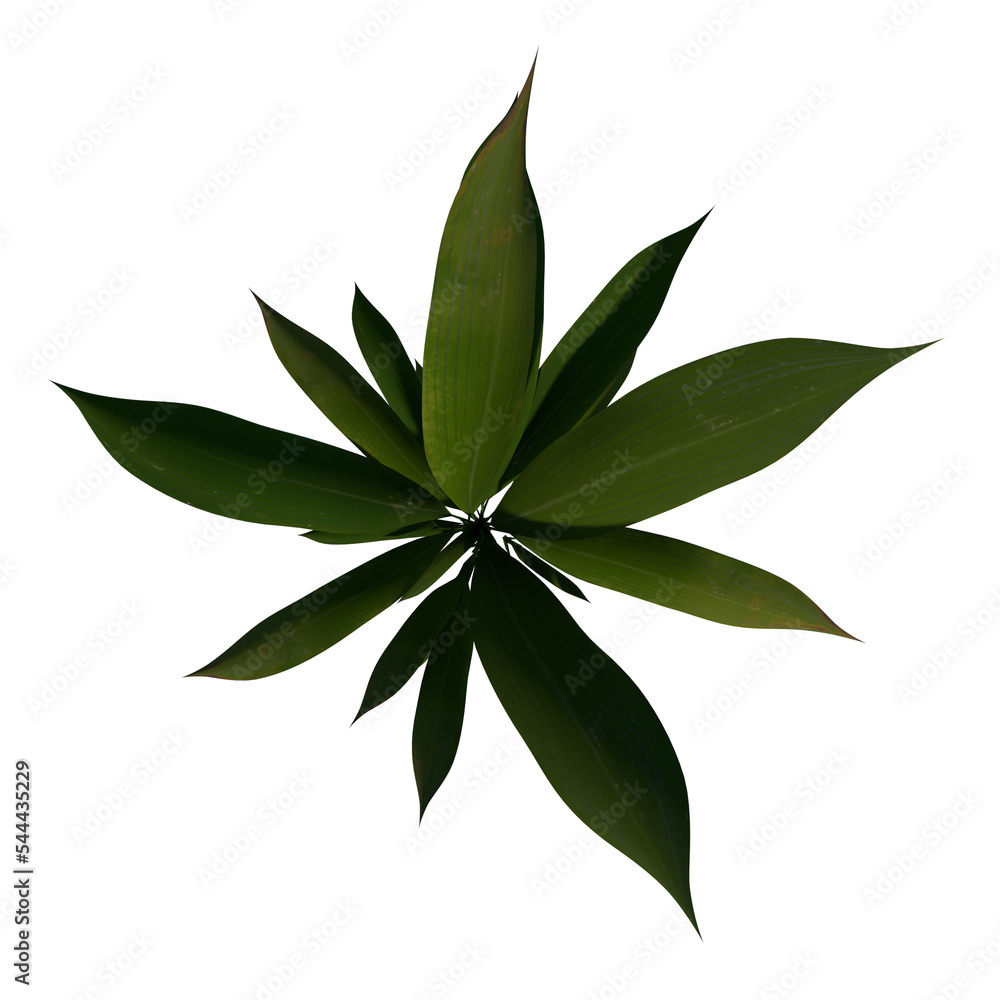 Top view Plant (Curculigo capitulata 2) Flower Tree png Top view Plant (Curculigo capitulata 2) Flower Tree png