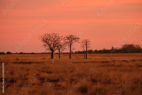 Boab tree during sunset photo