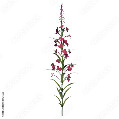 Front view Plant Flower   epilobium angustifolium 1  Tree png 