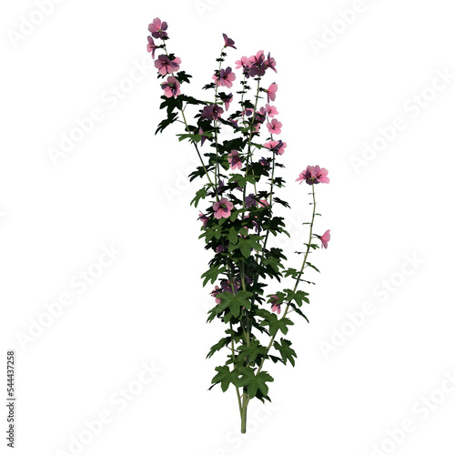 Front view of Plant Flower ( lavatera cachemiriana 1) Tree png