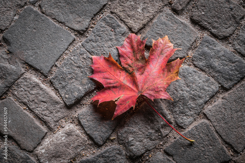 red maple leaf on a sidewalk photo