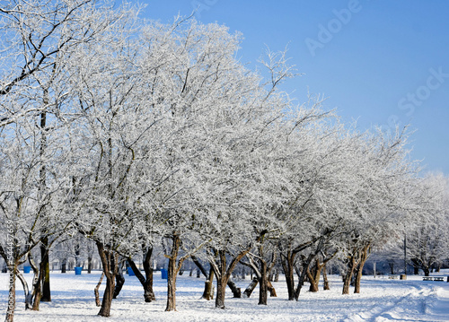 Snow-covered trees in the park, forest - winter hike. trees in winter sunny weather. Winter landscape. White snow on a bare tree branches .winter day,. Zima, drzewa ze śniegiem, 