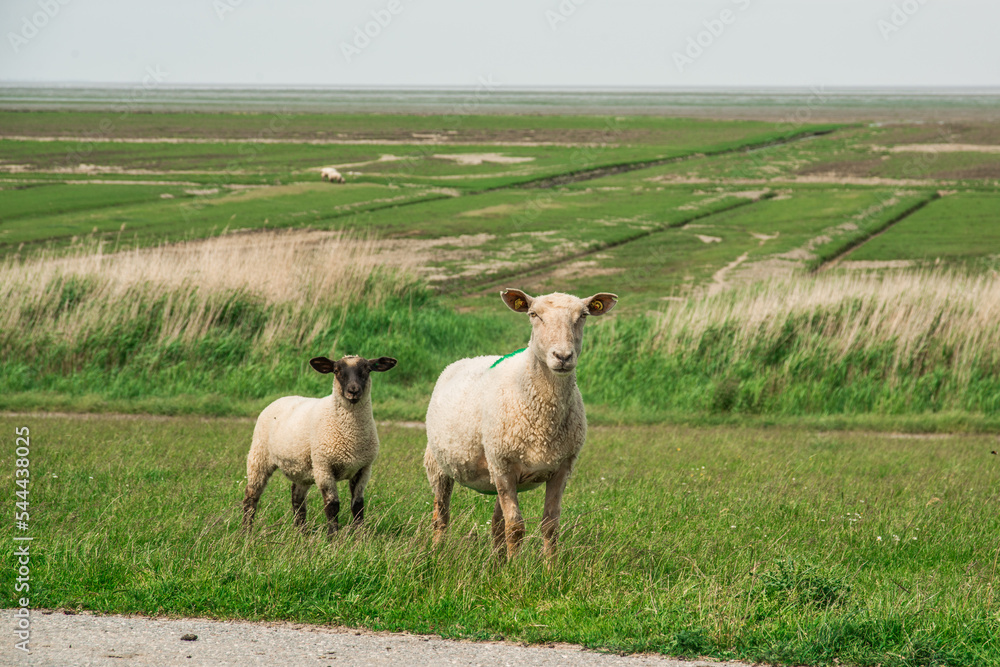 Fototapeta premium Schafe auf dem Deich