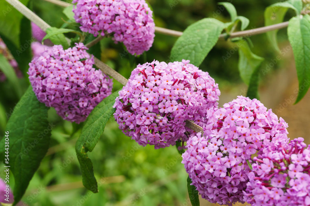 Pink flowers on a Buddleia shrub latin name Buddleja davidii an invasive species Pink flowers on a Buddleia shrub latin name Buddleja davidii an invasive species