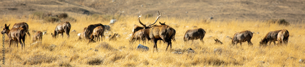 A Panorama of a Tule Bull Elk watching over his Harem in a Grassy Field A Panorama of a Tule Bull Elk watching over his Harem in a Grassy Field