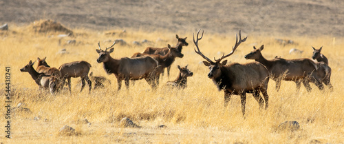 A Tule Elk Herd in a dry grassy Meadow photo